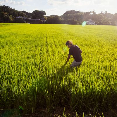 a-rice-farmer